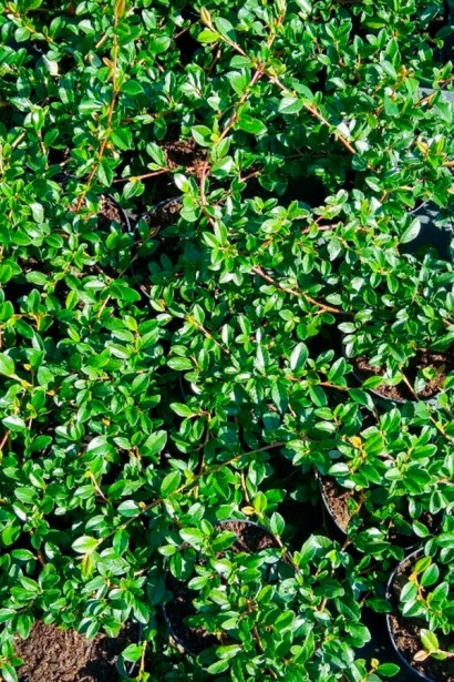 Кизильник Даммера Майор | Cotoneaster dammeri Major